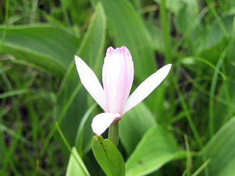 Pogonia japonica