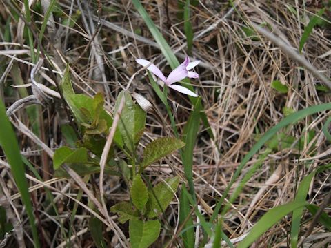 Pogonia japonica