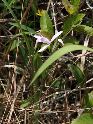 Pogonia japonica