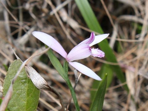 Pogonia japonica