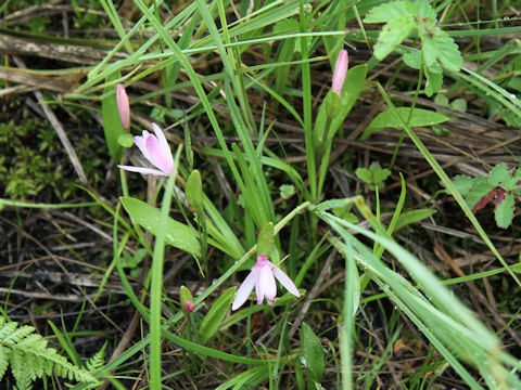 Pogonia japonica