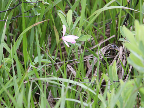 Pogonia japonica