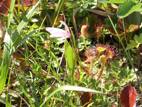 Pogonia japonica