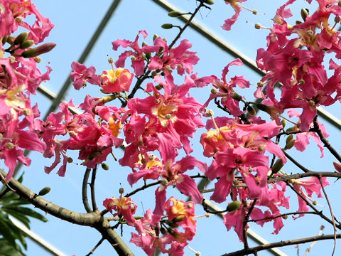 Chorisia speciosa