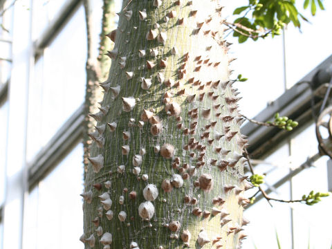 Chorisia speciosa