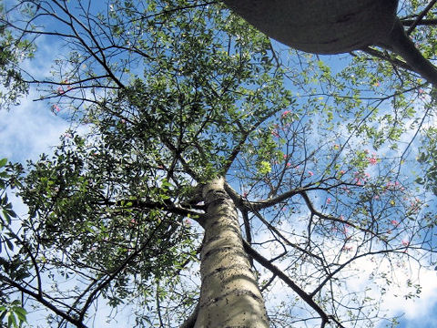 Chorisia speciosa