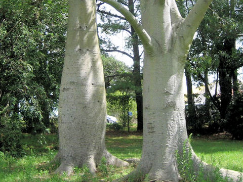 Chorisia speciosa