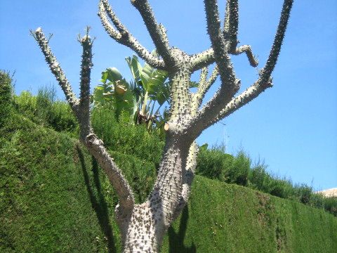 Chorisia speciosa