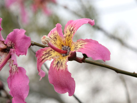 Chorisia speciosa