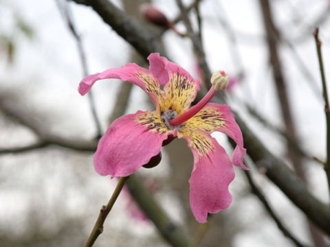 Chorisia speciosa