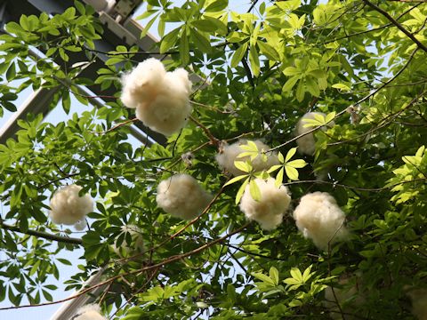 Chorisia speciosa