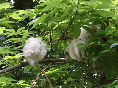 Chorisia speciosa