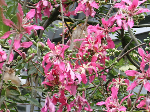 Chorisia speciosa