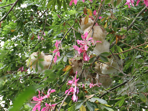 Chorisia speciosa