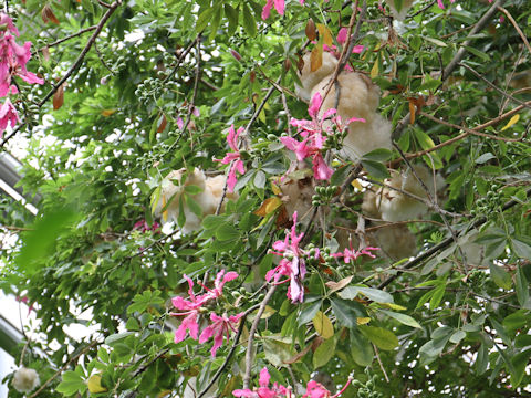 Chorisia speciosa