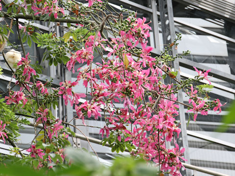 Chorisia speciosa