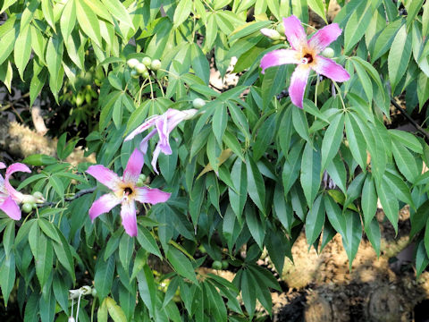 Chorisia speciosa