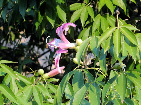 Chorisia speciosa