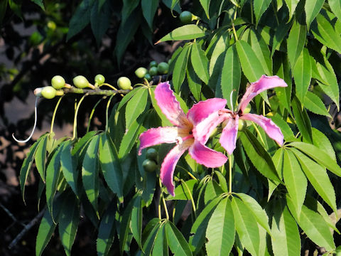 Chorisia speciosa