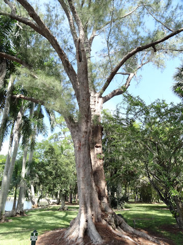 Casuarina equisetifolia