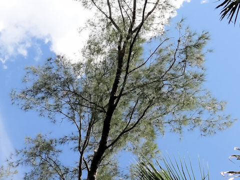 Casuarina equisetifolia