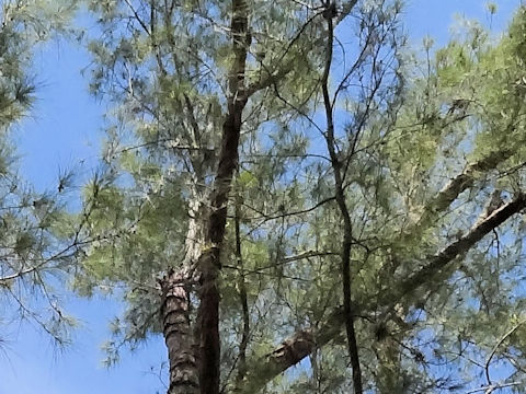 Casuarina equisetifolia