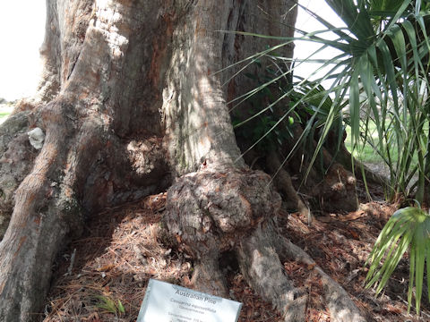 Casuarina equisetifolia