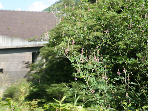 Indigofera bungeana