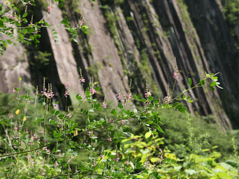 Indigofera bungeana