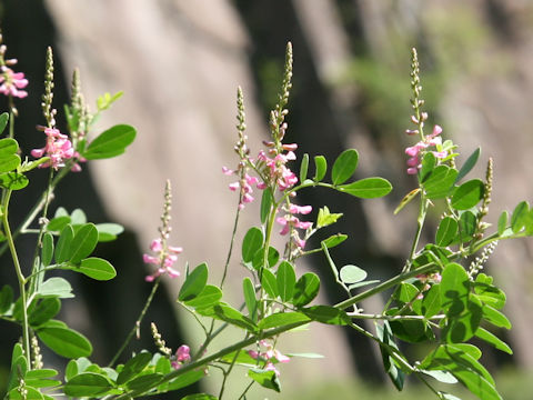 Indigofera bungeana