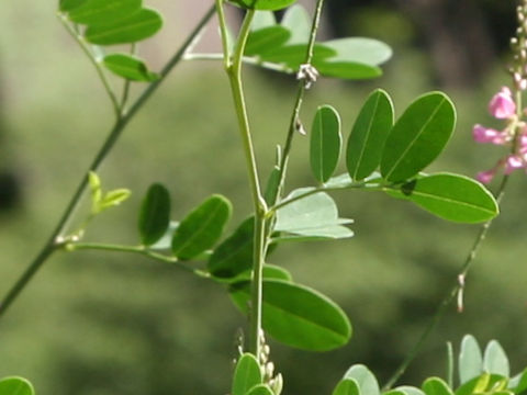 Indigofera bungeana