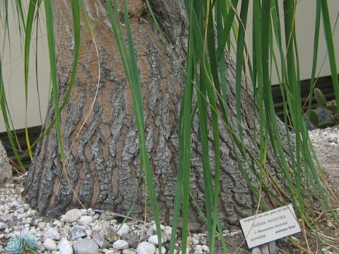 Beaucarnea recurvata