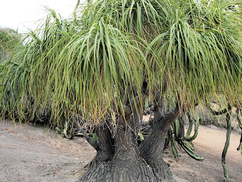 Beaucarnea recurvata