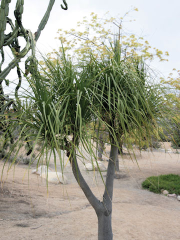 Beaucarnea recurvata