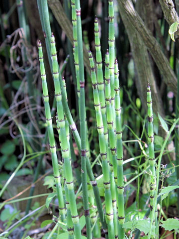 Equisetum hyemale