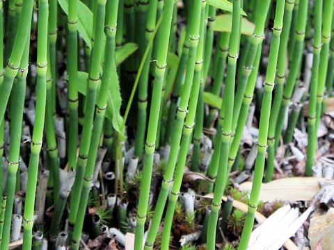 Equisetum hyemale