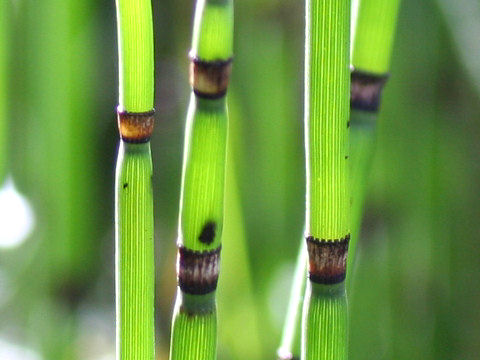 Equisetum hyemale