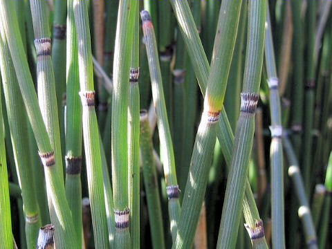 Equisetum hyemale