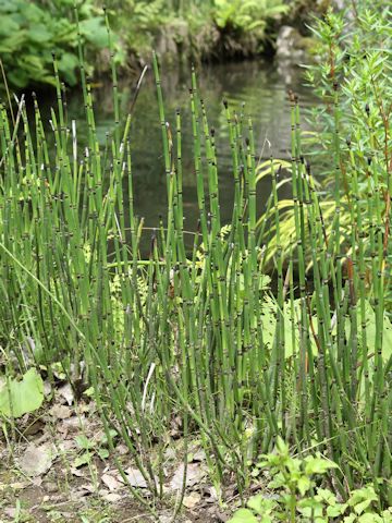 Equisetum hyemale