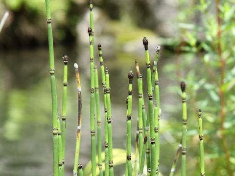 Equisetum hyemale