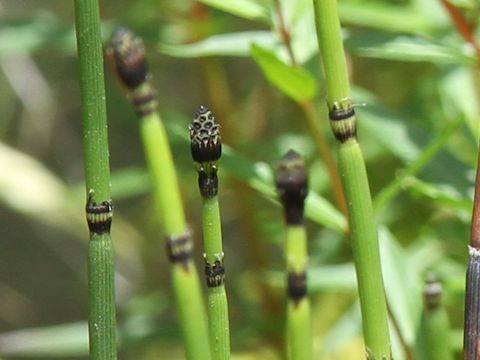 Equisetum hyemale