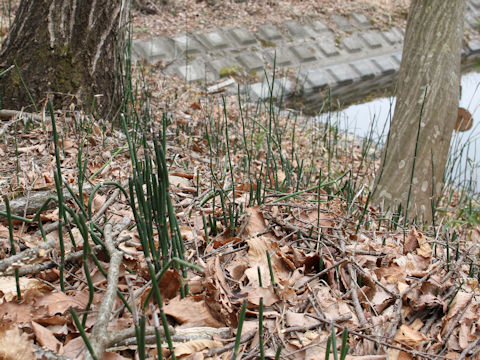 Equisetum hyemale