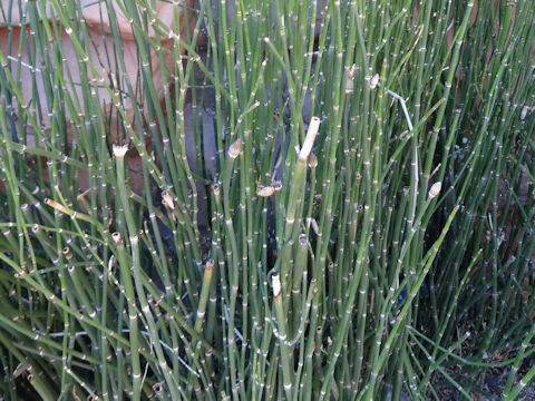 Equisetum hyemale