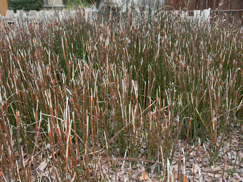 Equisetum hyemale