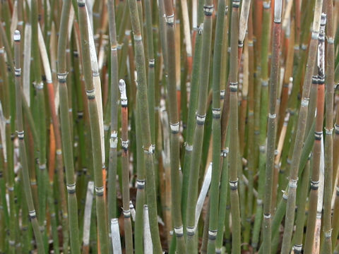 Equisetum hyemale