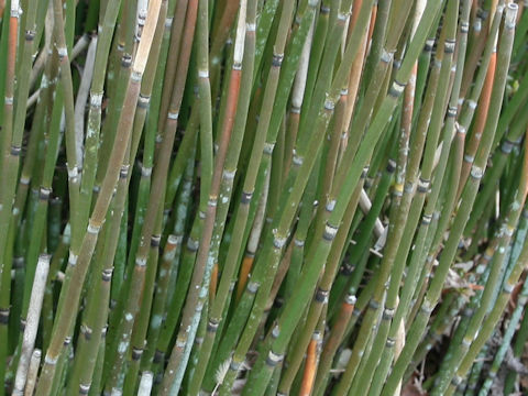 Equisetum hyemale