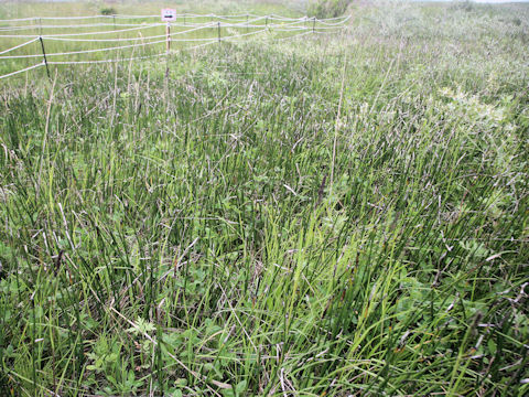 Equisetum hyemale