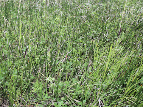 Equisetum hyemale