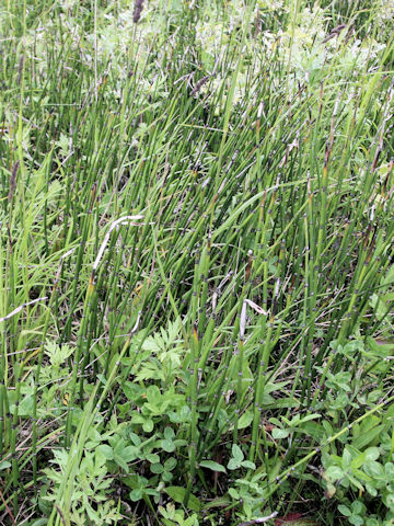 Equisetum hyemale