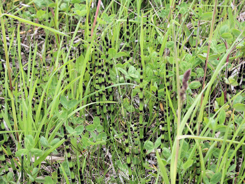 Equisetum hyemale